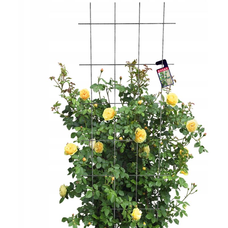 foto del prodotto kadax pergola da giardino supporto in metallo per piante rose fiori griglia 60x150 cm