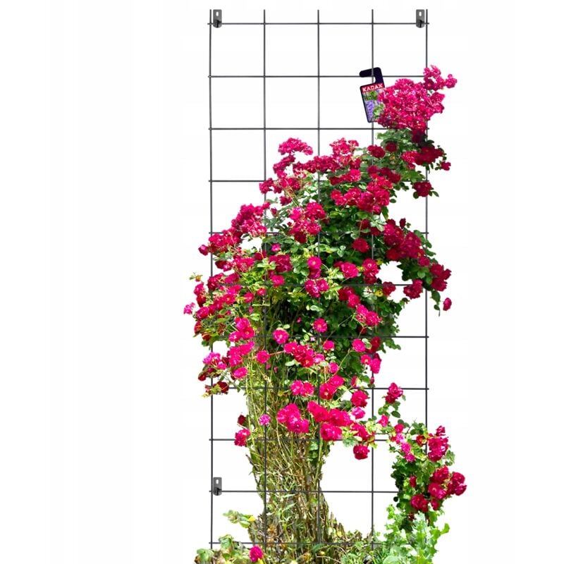 foto del prodotto kadax pergola da giardino supporto in metallo per piante rose fiori griglia 65x170 cm