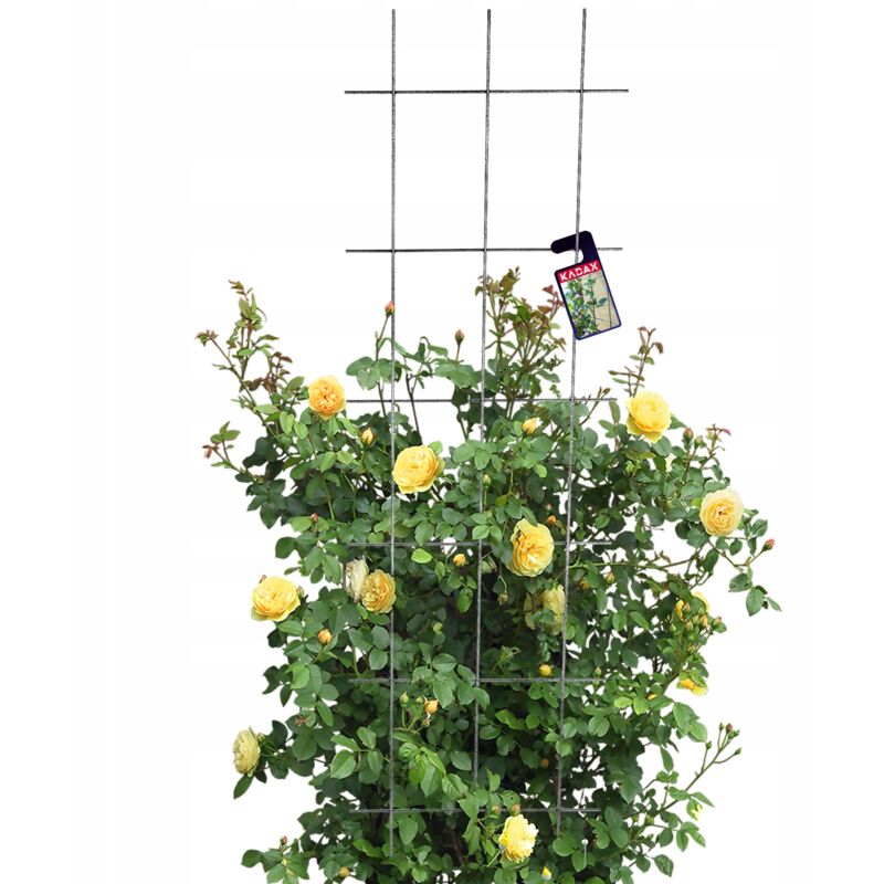 foto del prodotto kadax traliccio da giardino per fiori per piante rampicanti 45x150