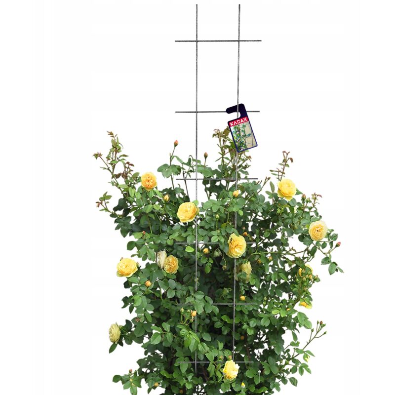 foto del prodotto kadax traliccio da giardino per piante rampicanti pergola 30x150