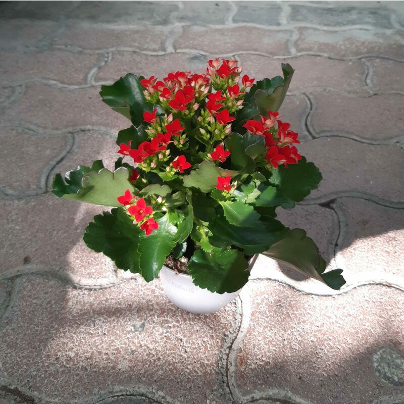 foto del prodotto kalanchoe piccola in ciotola
