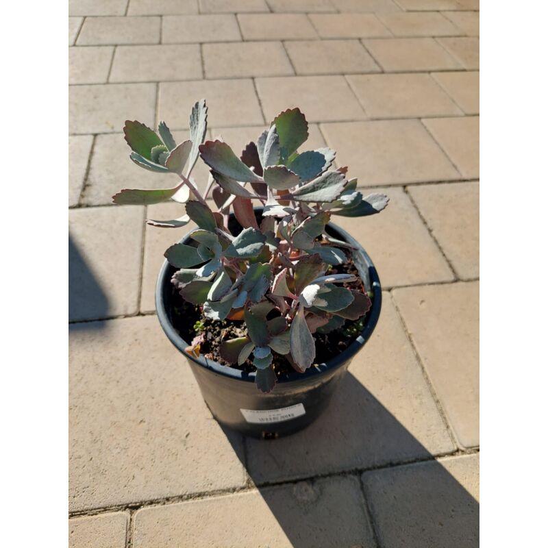 foto del prodotto kalanchoe pumila