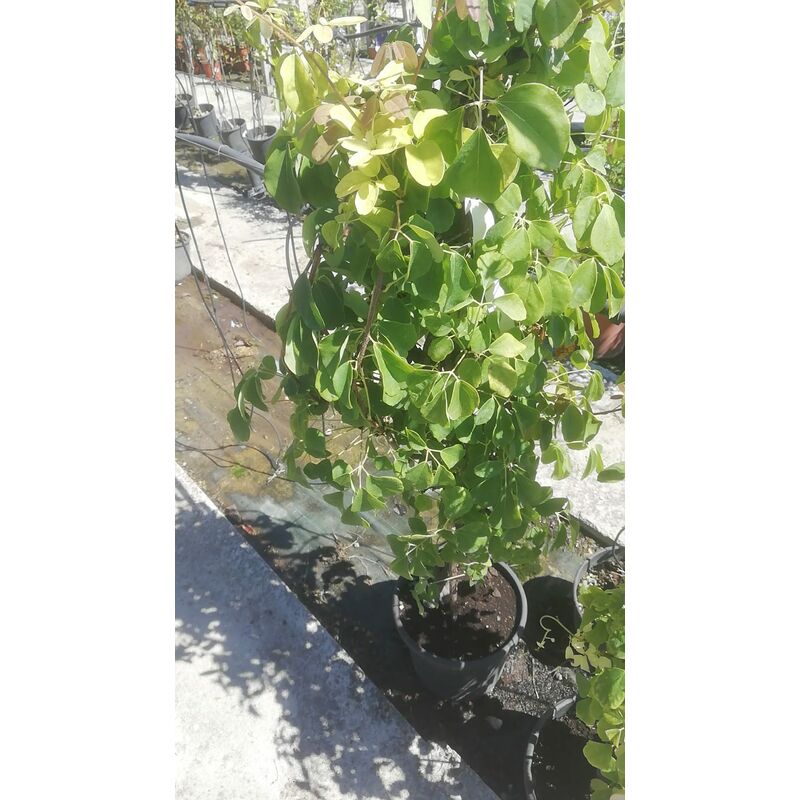foto del prodotto kennedia v25