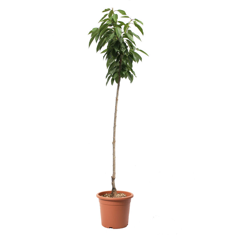 foto del prodotto kentis alberello di ciliegio sweetheart pianta da frutto per giardino ciliegia vaso 24 cm