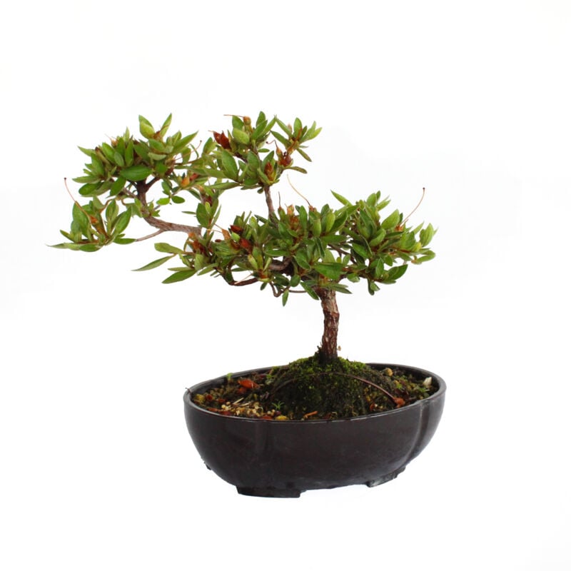 foto del prodotto kentis bonsai azalea satsuky bonsai giapponese azalea h 17 23 cm vaso 16 cm