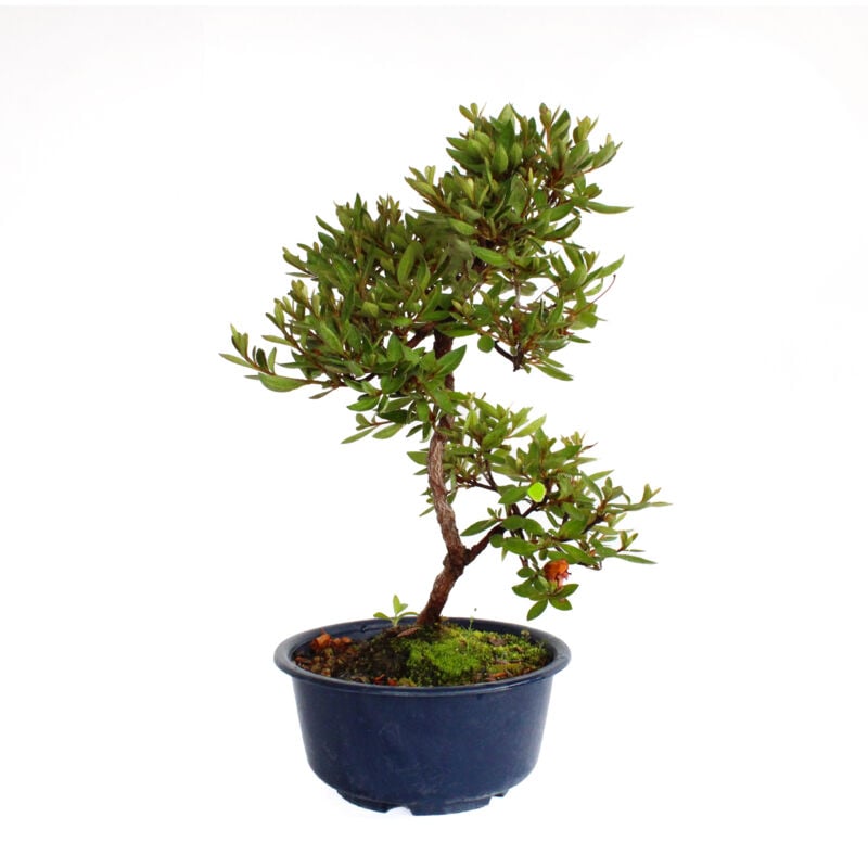foto del prodotto kentis bonsai azalea satsuky bonsai giapponese azalea h 30 35 cm vaso 15,5 cm