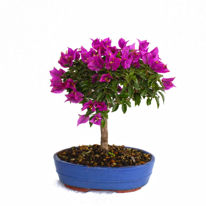 foto del prodotto kentis bonsai bouganvillea sanderiana bonsai buganville h 30 40 cm vaso 26 cm
