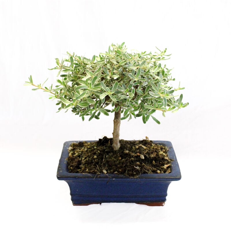 foto del prodotto kentis bonsai coprosma bonsai vero h 20 25 cm vaso 19 cm