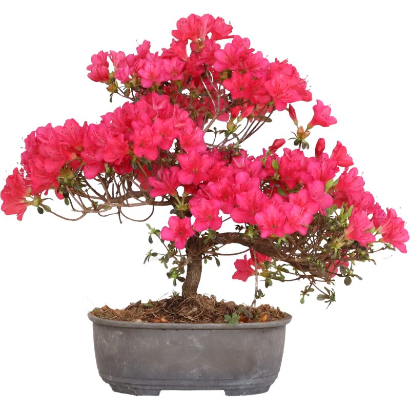 foto del prodotto kentis bonsai di azalea satsuky rhododendron indicum h 25 30 cm vaso 15 cm