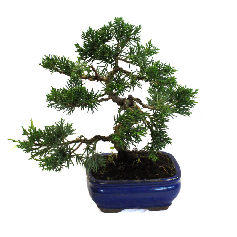 foto del prodotto kentis bonsai di ginepro con vaso in ceramica bonsai juniperus vaso 16 cm h 20 30 cm