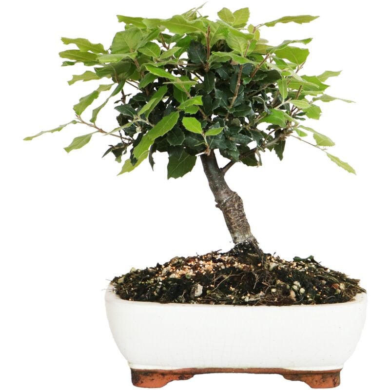 foto del prodotto kentis bonsai di leccio quercus ilex bonsai vero di quercia h 25 35 cm vaso 21 cm