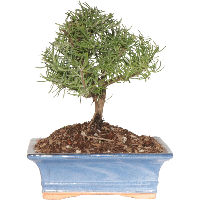 foto del prodotto kentis bonsai di rosmarino rosmarinus officinalis h 23 30 cm vaso 19 cm