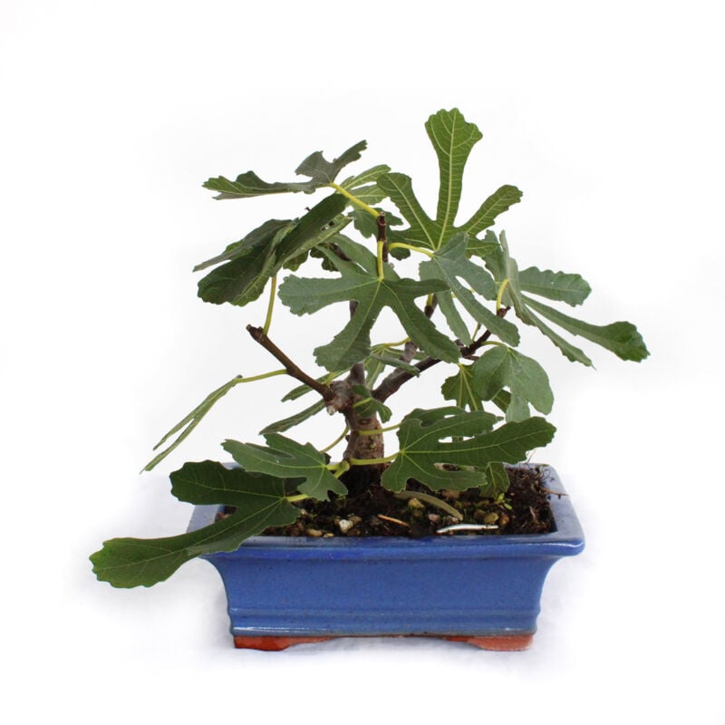 foto del prodotto kentis - bonsai ficus carica - bonsai di fico comune - h 20-25 cm vaso 18 cm