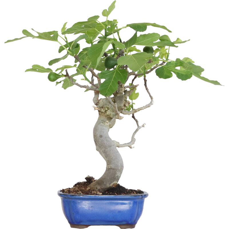 foto del prodotto kentis bonsai ficus carica bonsai di fico comune h 50 60 cm vaso 27 cm