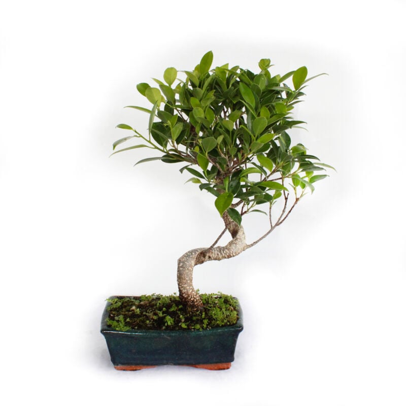 foto del prodotto kentis bonsai ficus microcarpa bonsai ficus retusa h 35 45 cm vaso 18,5 cm