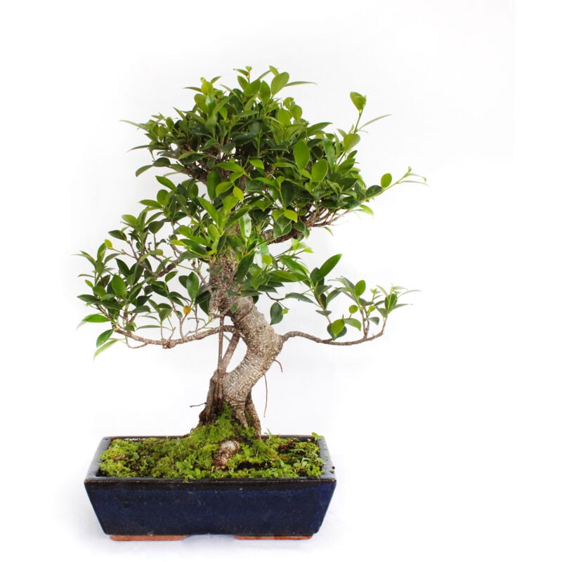 foto del prodotto kentis bonsai ficus microcarpa bonsai ficus retusa h 45 55 cm vaso 28 cm
