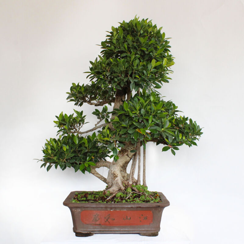 foto del prodotto kentis bonsai ficus microcarpa bonsai ficus retusa h 90 100 cm vaso 46 cm