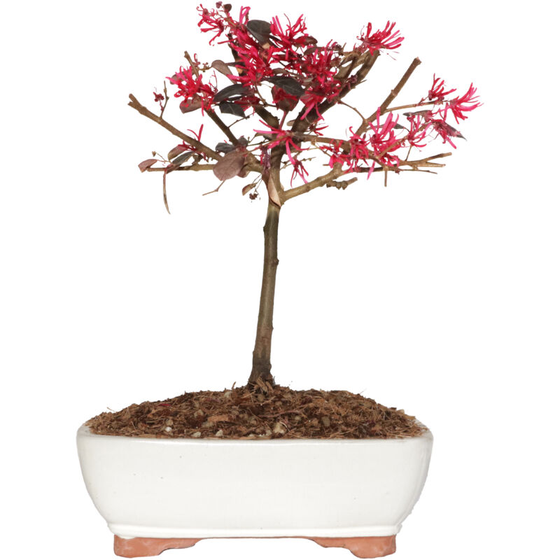 foto del prodotto kentis bonsai loropetalum piante vere da balcone terrazzo h 35 40 cm vaso 21 cm