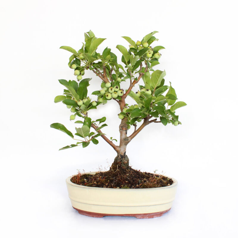 foto del prodotto kentis bonsai malus evereste bonsai giapponese h 40 45 cm vaso in ceramica 26 cm