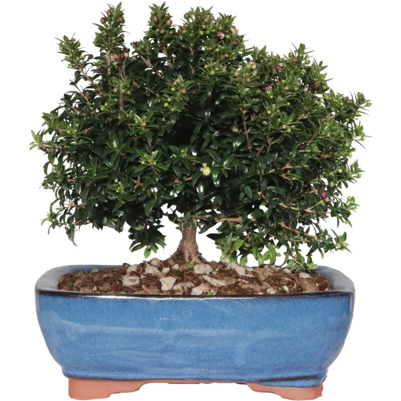 foto del prodotto kentis bonsai mirto bonsai myrtus communis h 23 30 cm vaso 21