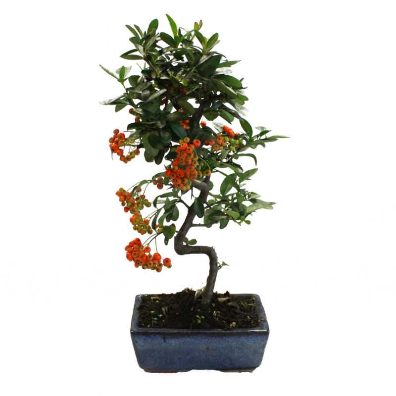 foto del prodotto kentis bonsai pyracantha bonsai agazzino h 35 40 cm vaso 15 cm