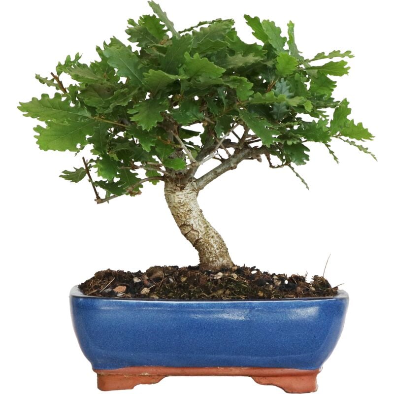 foto del prodotto kentis bonsai quercus pubescens bonsai roverella giapponese h 25 35 cm vaso 21 cm