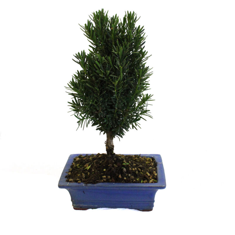 foto del prodotto kentis - bonsai tasso giapponese - bonsai taxus cuspidata - h 30-35 cm vaso ø 19 cm