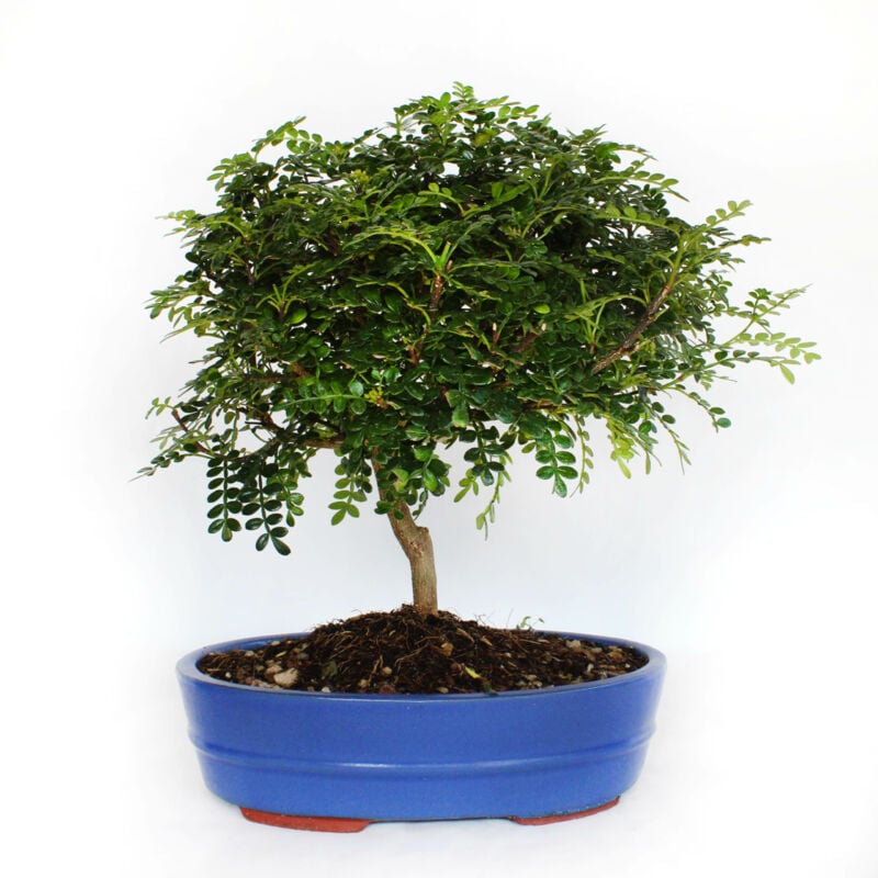 foto del prodotto kentis bonsai zanthoxylum piperitum pepe sichuan h 30 40 cm vaso 26 cm