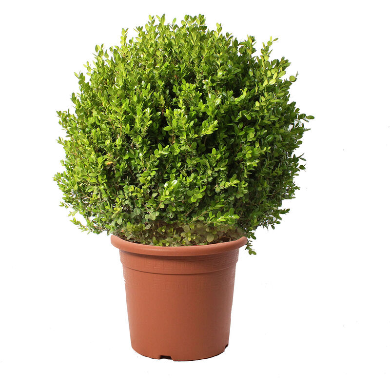 foto del prodotto kentis bosso a sfera buxus microphylla faulkner h 60 70 cm diametro cespuglio 45 50 cm vaso 30 cm