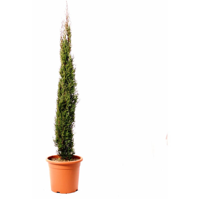 foto del prodotto kentis cupressus sempervirens totem cipresso pianta da siepe sempreverde h 125 150 cm vaso 24 cm