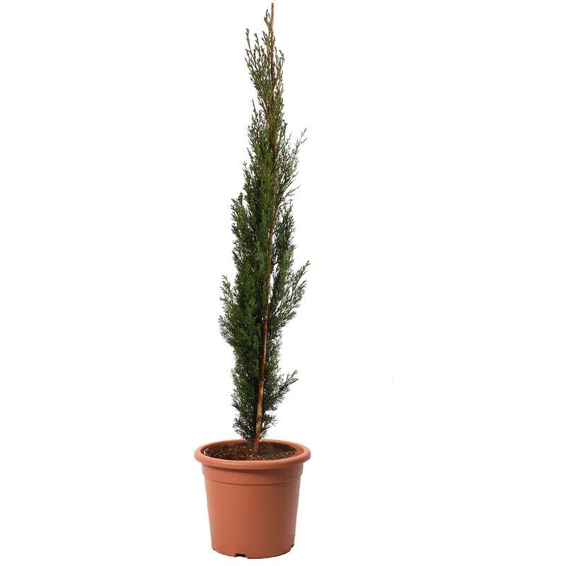 foto del prodotto kentis cupressus sempervirens totem cipresso pianta da siepe sempreverde h 80 100 cm vaso 18 cm