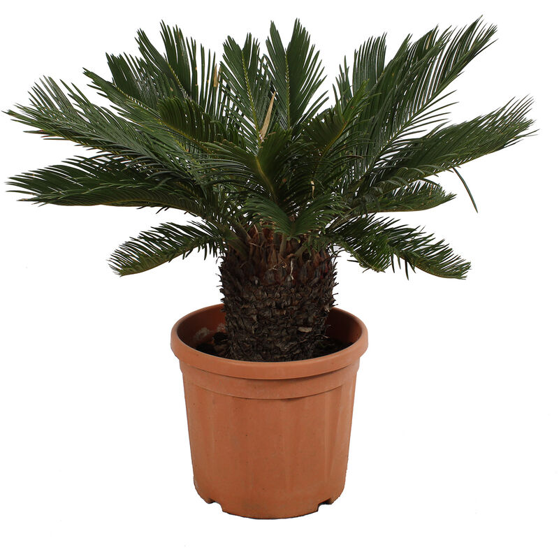 foto del prodotto kentis cycas revoluta palma nana piante da esterno resistenti h 100 125 cm vaso da coltura 30 cm
