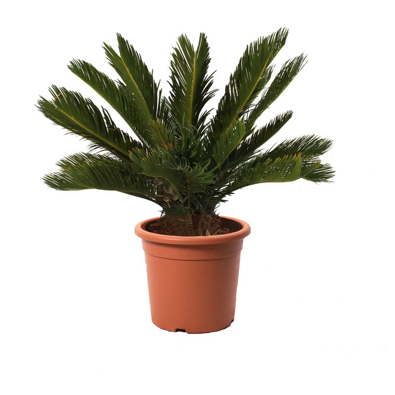 foto del prodotto kentis cycas revoluta palma nana piante da esterno resistenti h 60 80 cm vaso da coltura 24 cm