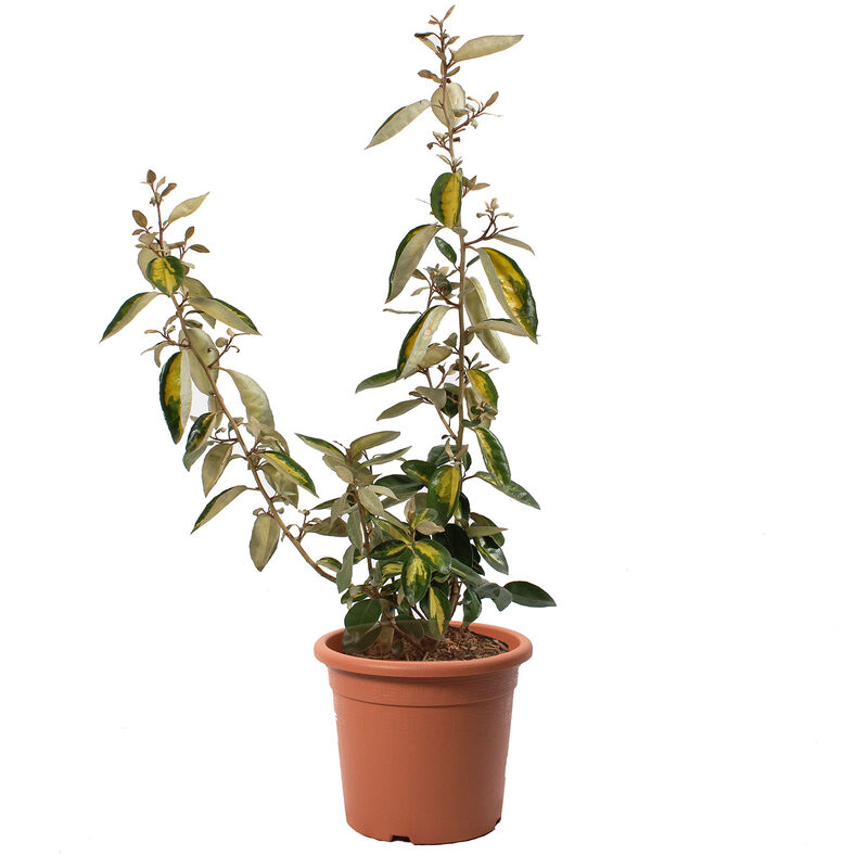 foto del prodotto kentis eleagnus ebbingei limelight piante vere da esterno resistenti altezza 40 50 cm vaso 18 cm