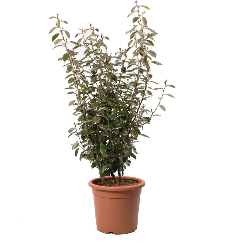 foto del prodotto kentis eleagnus ebbingei piante da esterno vere sempreverdi h 125 150 cm vaso 30 cm