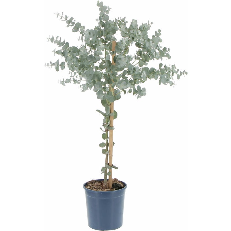 foto del prodotto kentis eucalyptus gunnii alberello di eucalipto h 70 80 vaso 15 cm