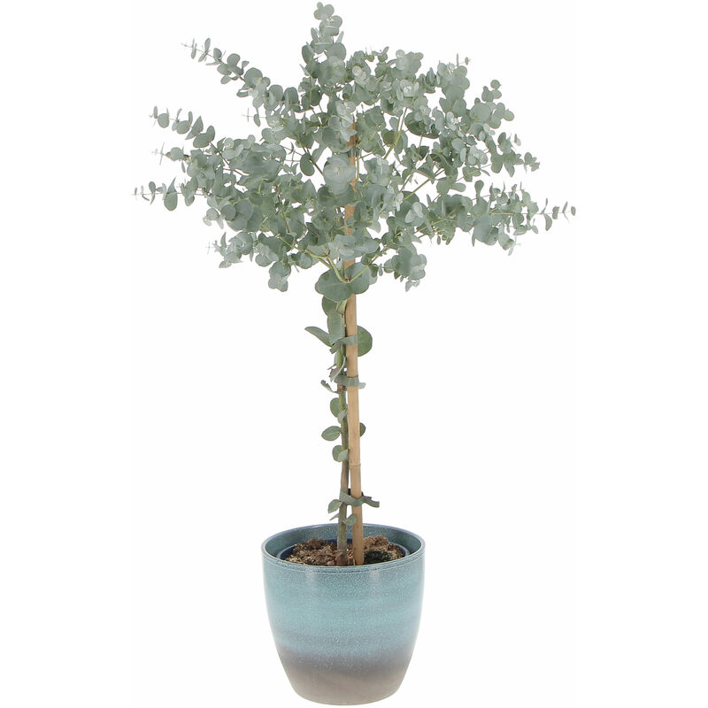 foto del prodotto kentis eucalyptus gunnii con vaso in ceramica ocean alberello di eucalipto h 70 80 vaso 15 cm