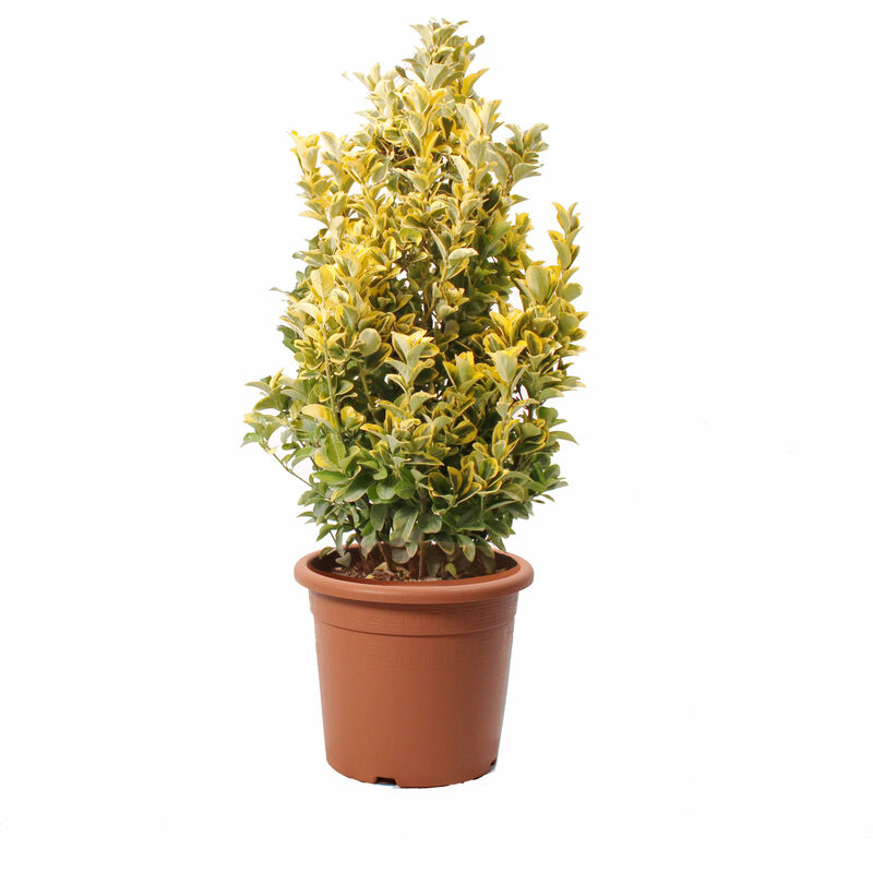 foto del prodotto kentis euonymus japonicus aurea evonimo giapponese piante da esterno h 100 125 cm vaso 30 cm