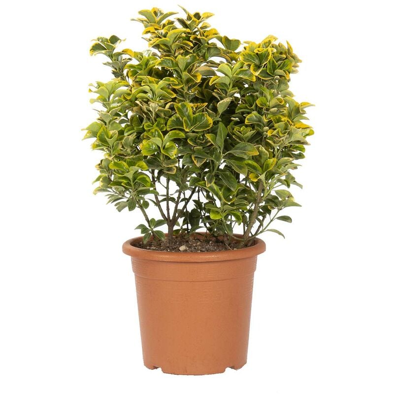 foto del prodotto kentis euonymus japonicus aurea evonimo giapponese piante da esterno h 60 80 cm vaso 24 cm