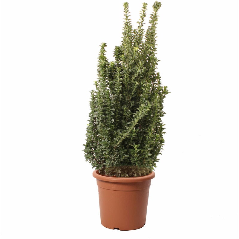 foto del prodotto kentis euonymus japonicus benkomasaki evonimo giapponese piante da esterno da siepe h 100 125 cm vaso 30 cm