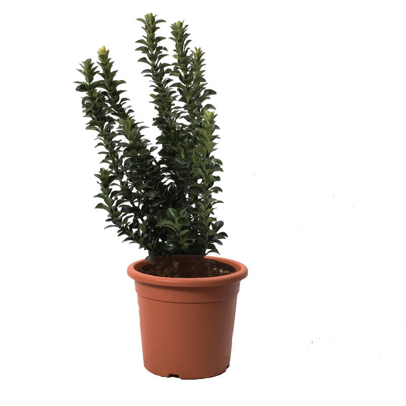 foto del prodotto kentis euonymus japonicus benkomasaki evonimo giapponese piante da esterno da siepe h 40 50 cm vaso 18 cm