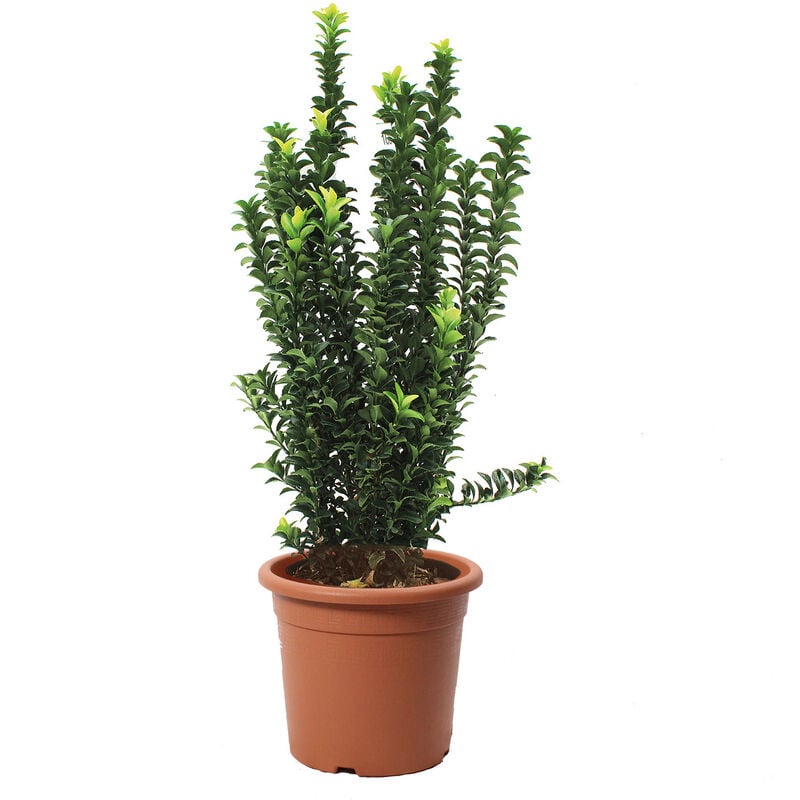 foto del prodotto kentis euonymus japonicus benkomasaki evonimo giapponese piante da esterno da siepe h 50 60 cm vaso 20 cm