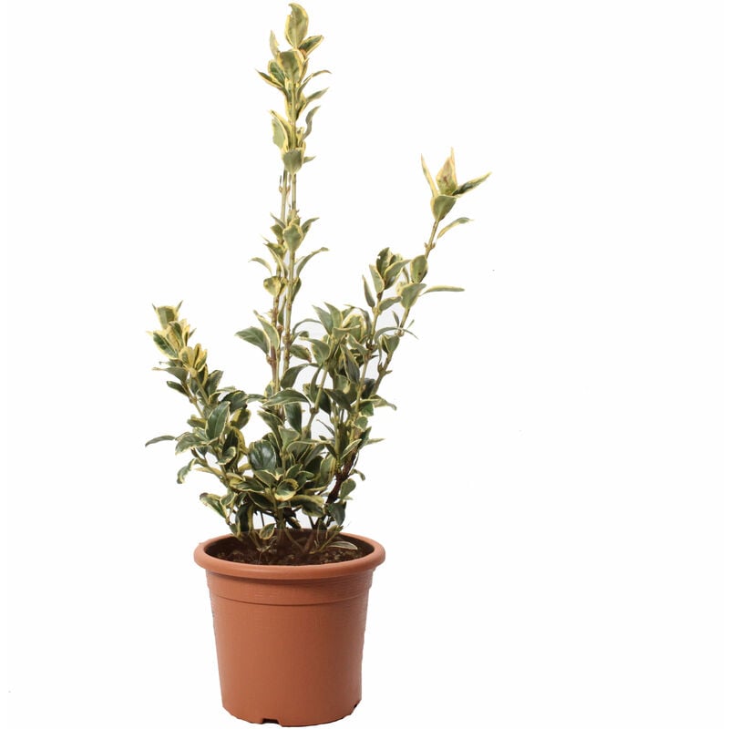 foto del prodotto kentis euonymus japonicus bravo evonimo piante da esterno da siepe h 40 50 cm vaso 18 cm