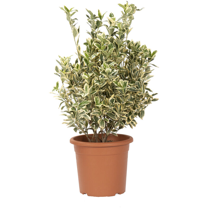 foto del prodotto kentis euonymus japonicus bravo evonimo piante da esterno da siepe h 60 80 cm vaso 24 cm