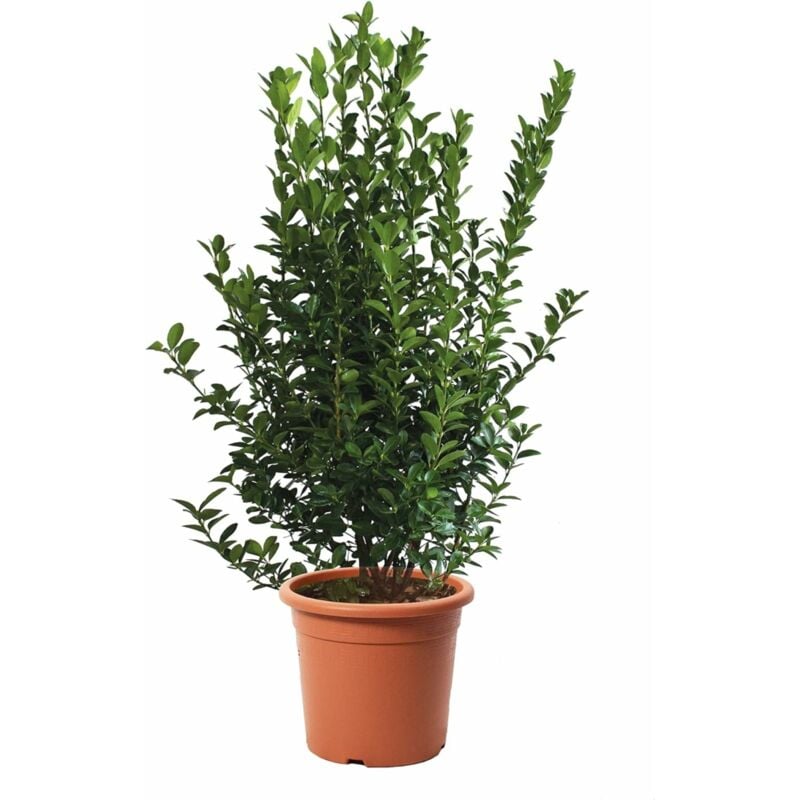 foto del prodotto kentis euonymus japonicus evonimo giapponese piante da siepe da esterni piante vere resistenti da giardino h 100 125 cm vaso 30 cm