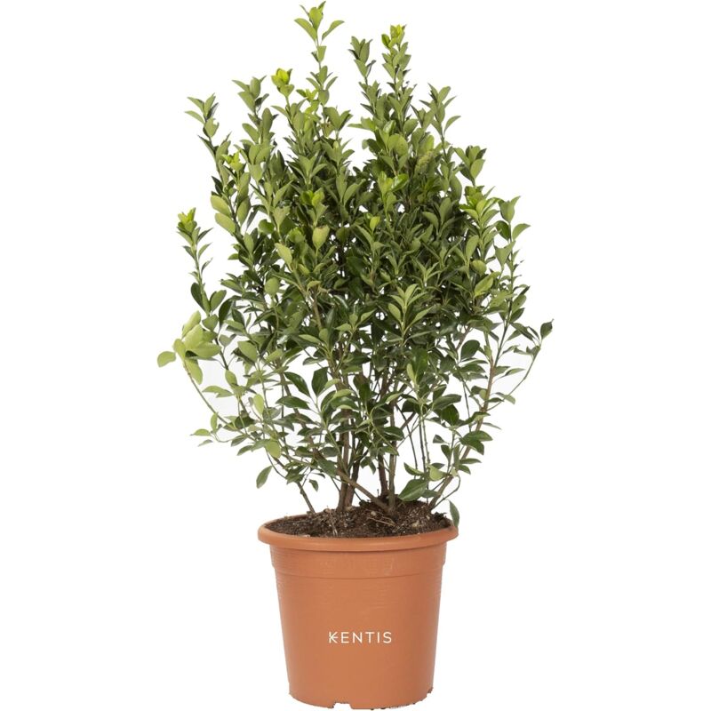 foto del prodotto kentis - euonymus japonicus - evonimo giapponese - piante da siepe da esterni - piante vere resistenti da giardino - h 60-80 cm pot 24 cm