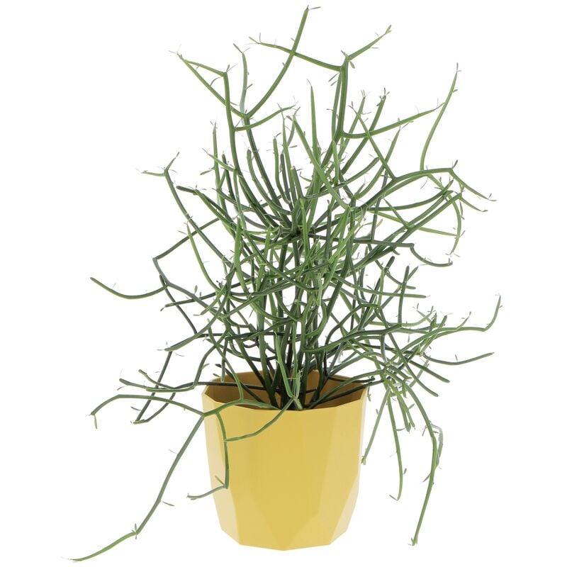 foto del prodotto kentis euphorbia tirucalli con eco vaso ocra piante grasse vere da interni pianta succulenta h 30 40 cm 12 cm