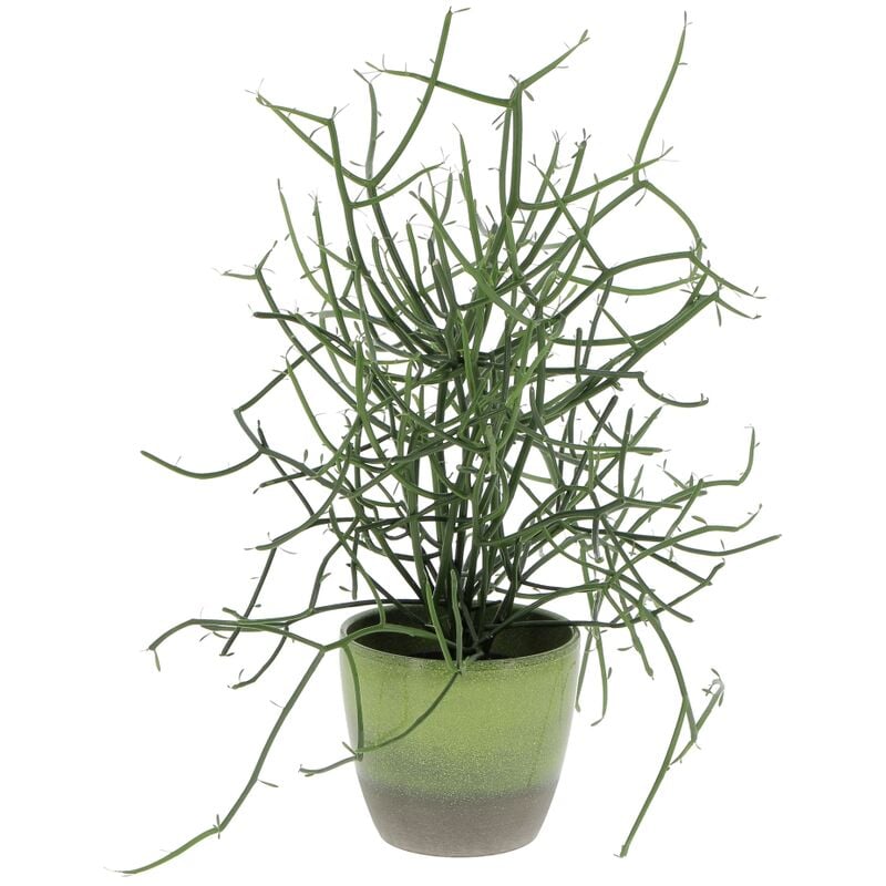 foto del prodotto kentis euphorbia tirucalli con vaso in ceramica flora piante grasse vere da interni pianta succulenta h 30 40 cm 12 cm
