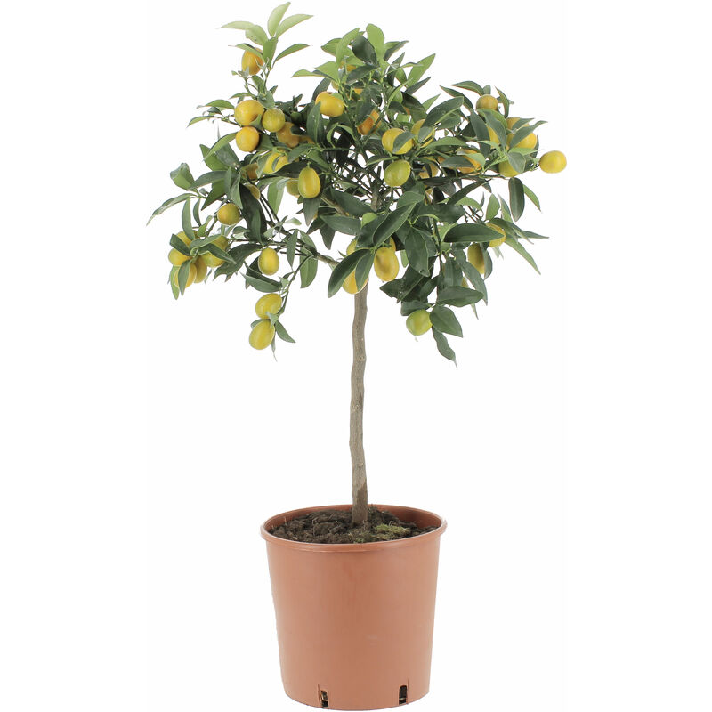 foto del prodotto kentis fortunella margarita pianta vera di kumquat mandarino cinese h 70 80 cm vaso 20 cm