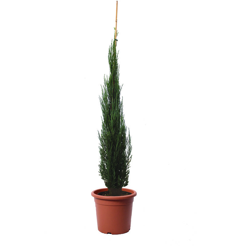 foto del prodotto kentis ginepro juniperus virginiana blue arrow pianta da esterno resistente al freddo pianta da giardino h 60 80 cm vaso 18 cm